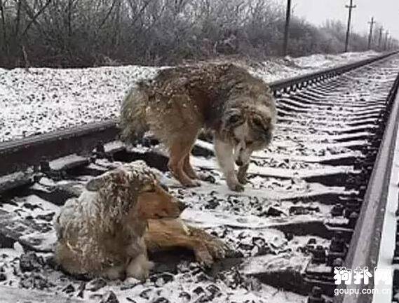 寒冬腊月，狗狗却被迫游荡在铁轨上，主人你可长点心吧