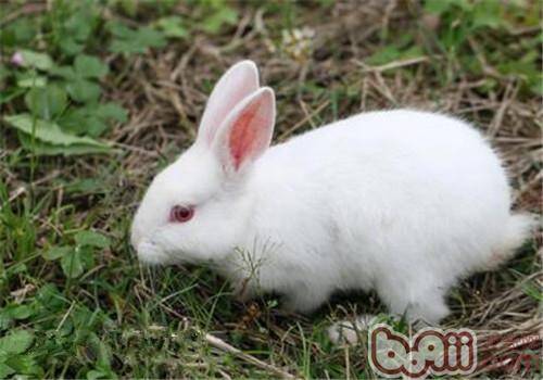 中国白兔的外观特征