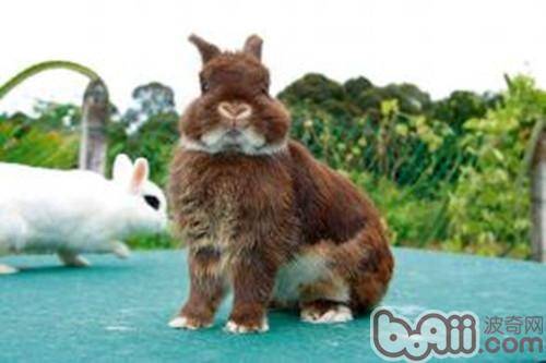 【测试】测测你的动物性格