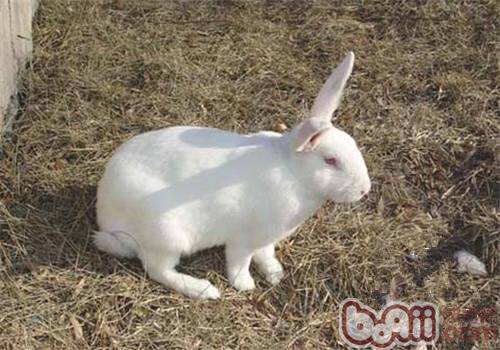日本大耳兔的品种简介