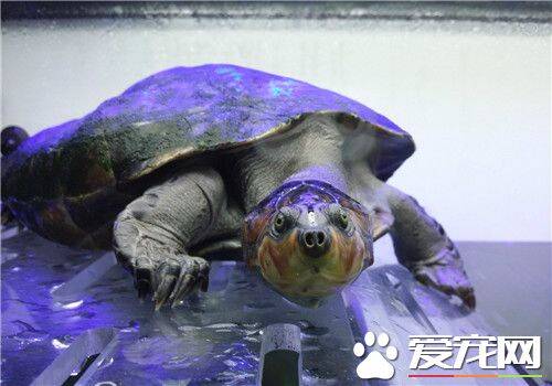 黄头侧颈龟水温 家中饲养最好保持30℃左右