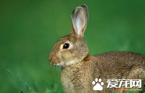 兔子是怎么交配的 如何提高兔子的繁殖效率