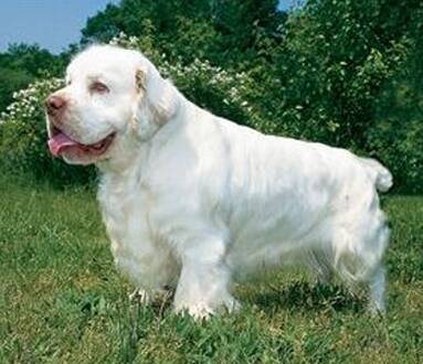 克伦伯猎鹬犬的形态特征 主要颜色是白色