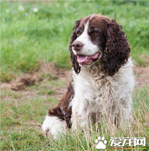 英国史宾格犬智商高吗 史宾格犬智商不是很高