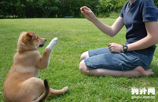 犬甲状旁腺机能减退症状- 原因|诊断|预防及治疗方法