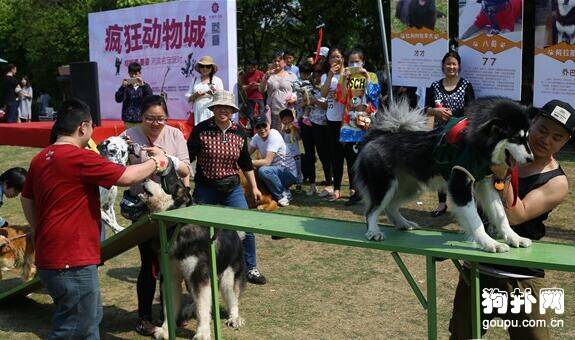 狗狗派对活动如何进行