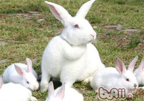 新西兰兔的饲养环境消毒方法