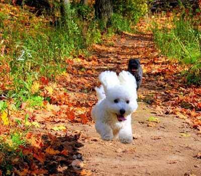 成年狗狗扑人怎么办,狗狗扑人该怎么办