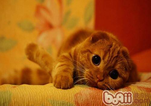 苏格兰折耳猫养殖方法