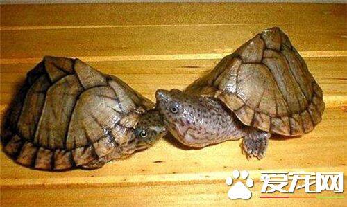 养乌龟需要多少水 水可以深10到15厘米也可以