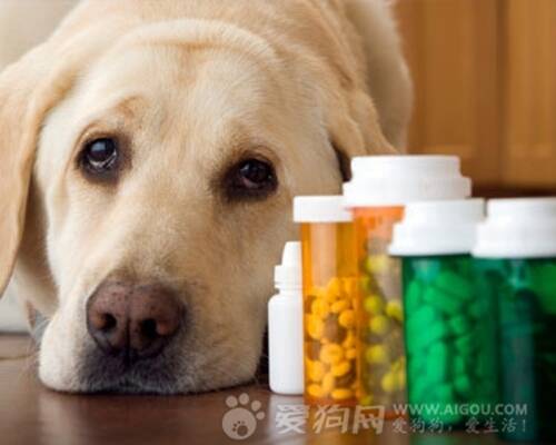 怎样喂狗狗吃药片呢,如何喂狗狗吃驱虫药