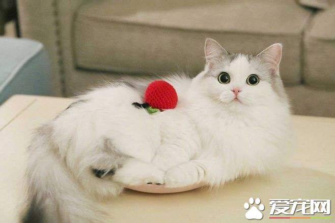 和布偶猫同时养的猫有哪些  猫咪混养要注意什么地方