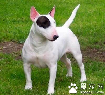 凶猛的小型犬 小型犬大多性格温顺