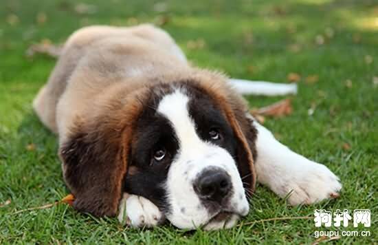 狗狗慢性胃炎症状- 犬慢性胃炎原因|诊断|预防及治疗方法