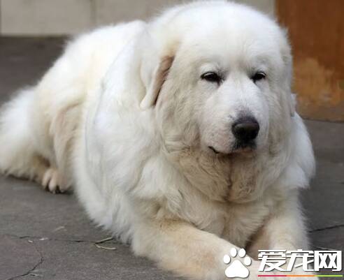 大白熊犬忠诚吗 大白熊犬对主人忠诚吗