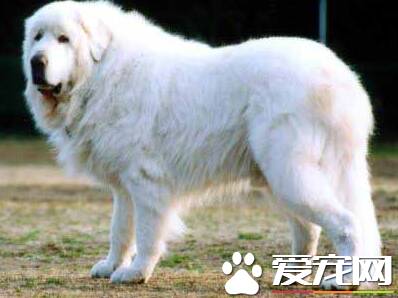 大白熊犬如何喂养 幼犬吃牛奶容易引起拉稀