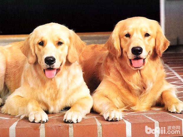 金毛吃什么毛色好