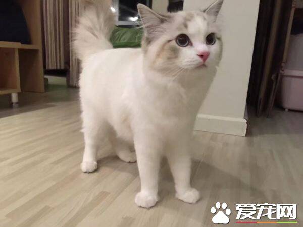 布偶猫三个月多少斤 成年后的布偶猫多重