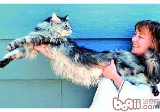 猫咪所创造的惊人世界纪录