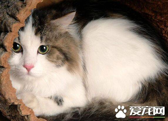 布偶猫冬天怎么保暖 冬天饲养布偶猫要注意什么