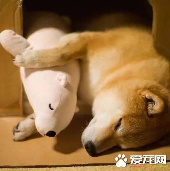 柴犬笑是开心吗 柴犬的笑声是什么样的