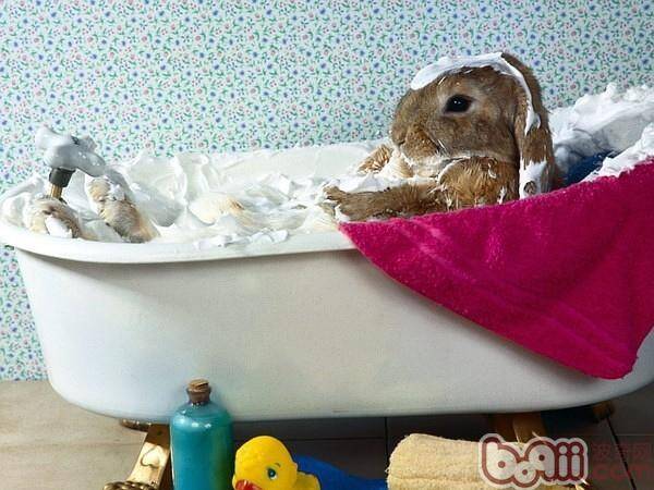 为兔兔洗澡的注意事项