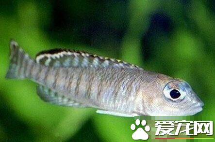 蓝眼鲫饲养环境 蓝眼鲫喜欢弱酸性的软水