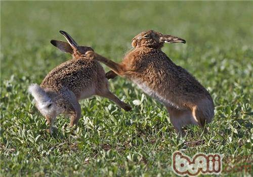 母兔咬公兔是什么原因？