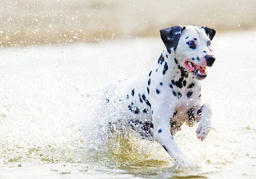 消除对狗狗绝育手术的误解,给狗狗绝育的方法