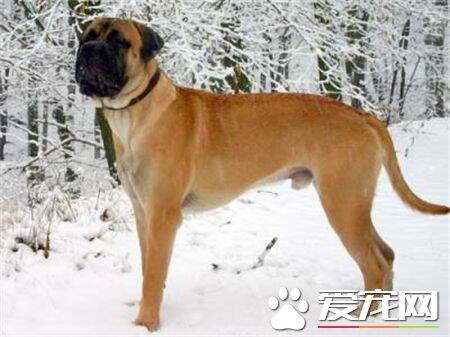 马士提夫犬的习性 马士提夫犬沉稳和善忠实