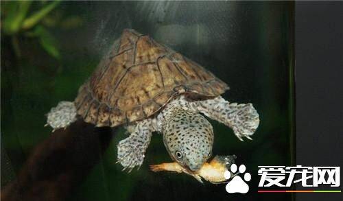 什么样的乌龟好养 容易饲养的中华草龟