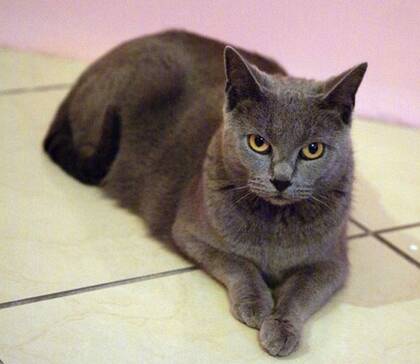 夏特尔猫的形态特征 该猫毛色为蓝灰色