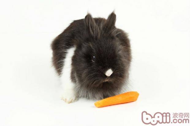 兔兔也需要剃毛吗？