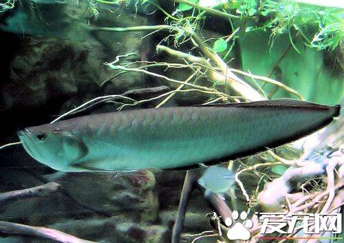 龙鱼水族箱饲养 在水族箱中加入成品硝化细菌