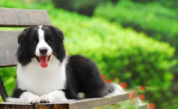 边境牧羊犬的训练方法-  训练边境牧羊犬拒食