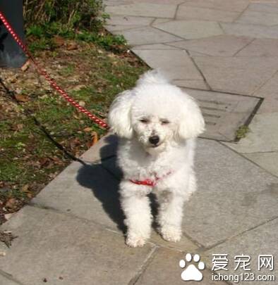 小型贵宾犬多少钱 是非常聪明的犬种