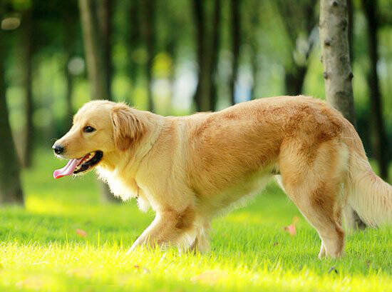 小金毛犬训练方法,金毛犬好训练吗