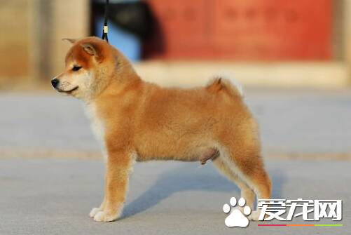 日本秋田犬是柴犬吗 秋田犬和柴犬是不同的狗狗