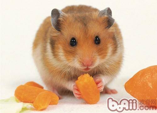 仓鼠换粮也需要过渡期