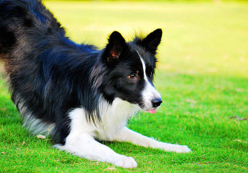 边境牧羊犬智商怎么样,美国边牧认识上千单词