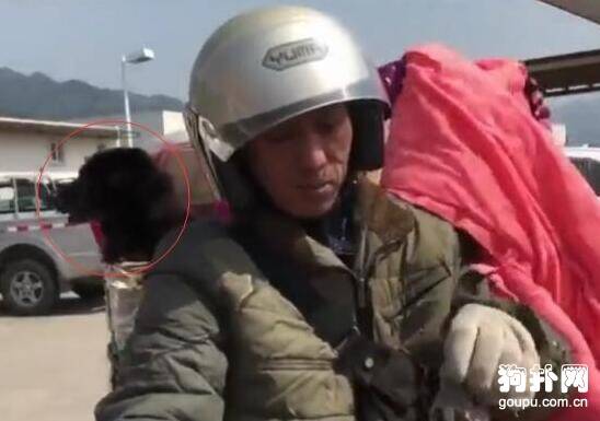 大叔骑摩托车带狗狗一起回家过春节，狗子笑得超开心