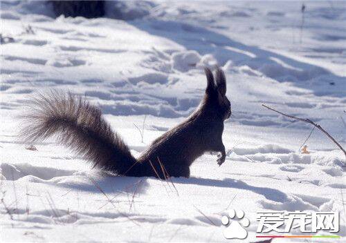 雪地松鼠和魔王松鼠的区别 雪地松鼠四季都有耳毛