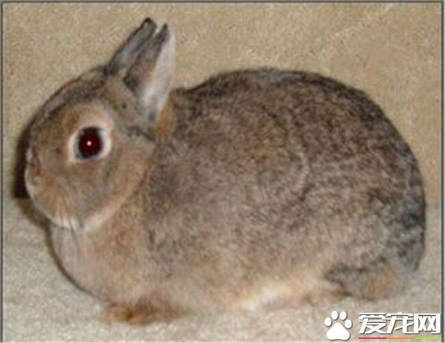 多瓦夫兔的寿命 多瓦夫兔寿命在8年左右