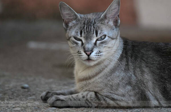 猫毛囊炎和猫藓的差别