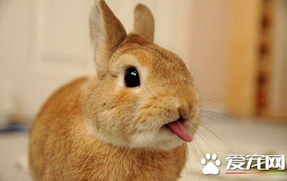 兔子为什么发抖 气温高的时候兔子发抖