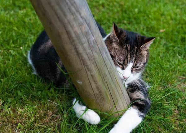 猫为什么老叫唤