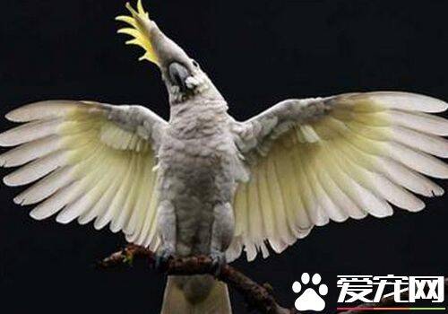 摩鹿加凤头鹦鹉成熟几年 4到5岁时可达性成熟