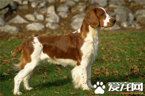 史宾格犬的饲养方法 史宾格犬喂养的10大误区