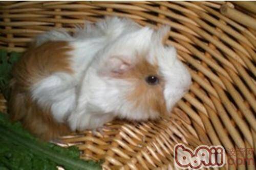秘鲁缎毛天竺鼠的饲养要点