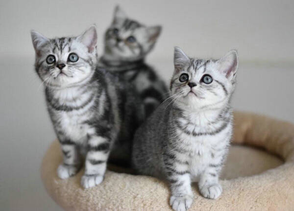 被猫狗咬伤多久内打针